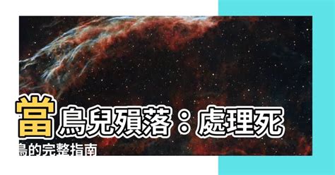 死鳥處理|鳥死掉怎麼處理？